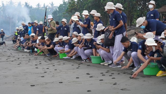 Pelepaspiaraan bibit Penyu di lautan Bali untuk pelestarian oleh Daihatsu bersama komunitas mobil dan siswa binaan Daihatsu