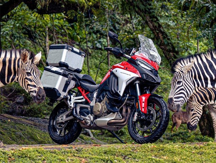Tampilan mengesankan Ducati Ducati Multistrada V4 S bersua dengan koleksi binatang Taman Safari Indonesia